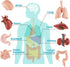 Mini Human Body Model for Kids, 8PCS Anatomy Toys, 3D Anatomy and Physiology Study Tools for Class Learning