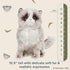 10.5" Bearington Cat Stuffed Animal - Ralistic Cat Plush Lifelike Himalayan Kitty Plushies That Look Real - Tasha