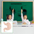 Yinkin 8 Pcs Mini Human Body Model Sets for Kids, 3D Anatomy and Physiology Study Tools for Students