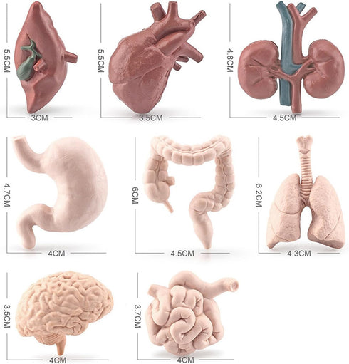 8 Piece Mini Human Organ Set Mini Human Body Model for Kids Mini Body Parts Sets 3D Human Anatomy Model Anatomy and Physiology Study Tools Students Sciences Learning Kit for Kids Study Class