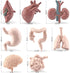 8 Piece Mini Human Organ Set Mini Human Body Model for Kids Mini Body Parts Sets 3D Human Anatomy Model Anatomy and Physiology Study Tools Students Sciences Learning Kit for Kids Study Class