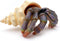 Gemini&Genius Sea Animal Hermit Crab Action Figure Toy for Kids, Realistic Ocean Crab Educational Role Play Toy