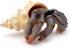 Gemini&Genius Sea Animal Hermit Crab Action Figure Toy for Kids, Realistic Ocean Crab Educational Role Play Toy