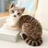 Siamese Cat Stuffed Animal: Realistic Shorthair Plush Cat Toy, Gift for Kids 12 Inches (B)