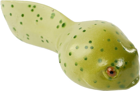 Insect Lore Frog Life Cycle Stages