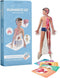 Humanoid 4D+ Augmented Reality Human Anatomy Model - Interactive STEM Tool with Free App