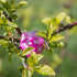 Pink and White DND Dice - 'Cherry Blossom'