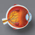 Learning Resources Cross-Section Human Eye Model, 5'' Diameter, Biology Classroom Accessories, Grades 2+