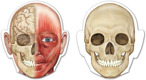 Learning Resources Double-Sided Magnetic Human Body, 3 Foot Tall, 17 Pieces