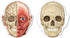 Learning Resources Double-Sided Magnetic Human Body, 3 Foot Tall, 17 Pieces