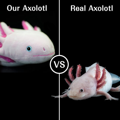 Tiny Heart Axolotl Plush, Stuffed Animal, Lifelike Cute Ambystoma Toy, Gifts for Kids, 18 Inches Long