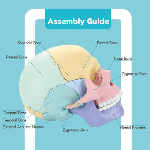 2024 New Human Anatomy Skull Model,17 Part Puzzle of Skull and 10 Knowledge Flash Cards, Detachable Palm Sized Mini Human Medical Skull Model, Medical Clinic Teaching Equipment, STEM Toy Gift for Kids