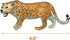 Gemini&Genius Jaguar Toys, Safari Animal Cheetah and Leopard Family Playset Figures, Wildlife World Models, Birthday
