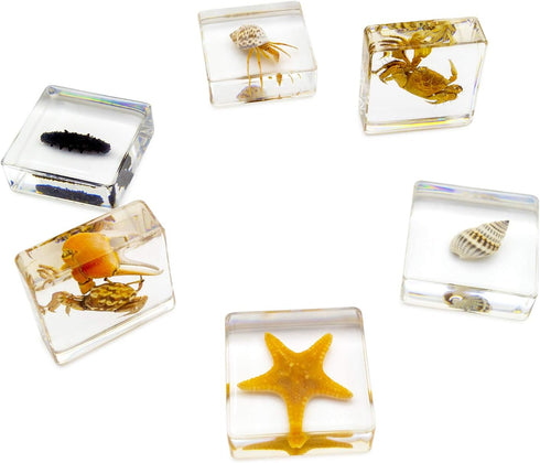6 Set,Hermit PCS Marine Life Specimen Crab,Fiddler Crab,Starfish,Nassariidae,Sea Cucumber, Chiromantes Dehaani Resin