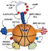 Baby Basketball, Ideal from Birth to 2 Years, Fantastic First Basketball with Added Sensory Features, LITTLE SPORT STAR