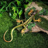 NUOBESTY Realistic Fake Lizards - 2Pcs Artificial Model Reptile Lizard Action Figures for Trick Play
