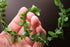 Aorvoras 1:6 (11 Mini Leaf Garland, Dollhouse Miniature Ivy Leaf Vine Garland, Dollhouse Mini Wreath, Miniature