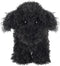 Apricot Lamb Toys Plush Black Poodle Dog Puppy Stuffed Animal Soft Cuddly 8.3 Inches Perfect for Child