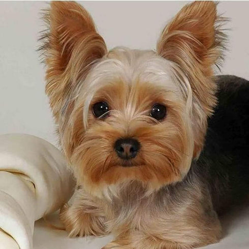 1000 Piece Jigsaw Puzzle - Yorkie Yorkshire Terrier Dog Challenge, Educational Game for Adults, Difficult Puzzle