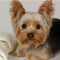 1000 Piece Jigsaw Puzzle - Yorkie Yorkshire Terrier Dog Challenge, Educational Game for Adults, Difficult Puzzle