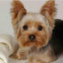 1000 Piece Jigsaw Puzzle - Yorkie Yorkshire Terrier Dog Challenge, Educational Game for Adults, Difficult Puzzle