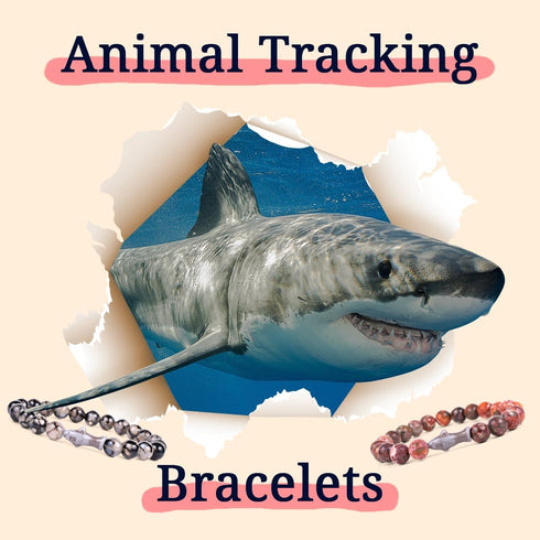 Fahlo Shark Tracking Bracelet, Elastic, Supports Saving The Blue, One Size Fits Most for Men and Women