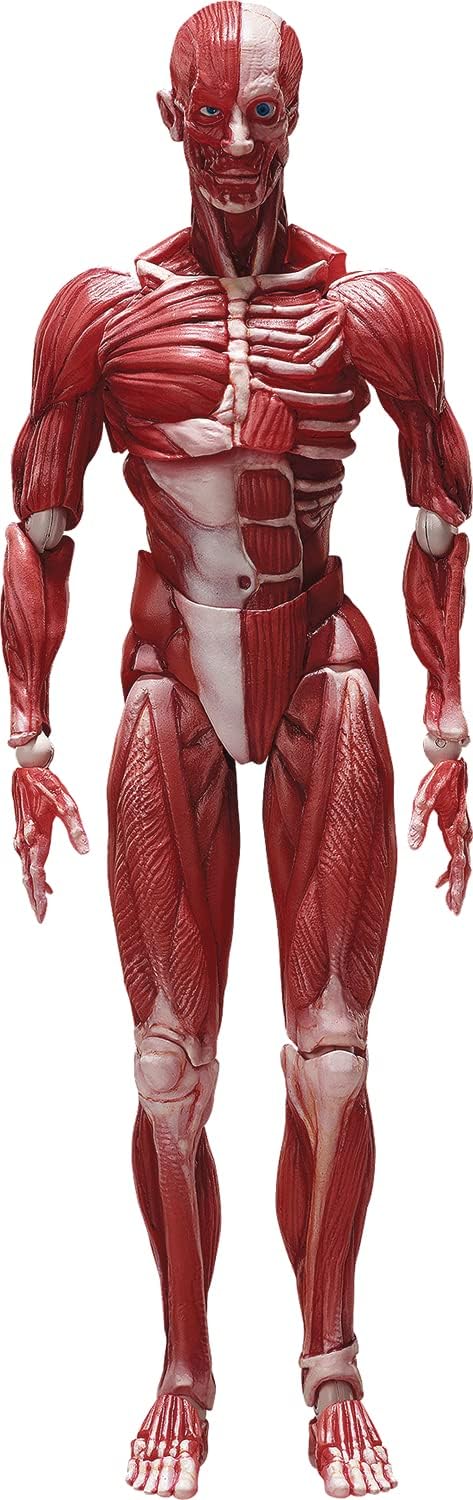 FREEing Human Anatomical Model Figma Action Figure, Multicolor