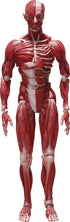 FREEing Human Anatomical Model Figma Action Figure, Multicolor