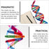 Toddmomy Kids Toys 2 Sets DNA Model Kit for Teaching Students, Double Mannequin