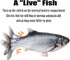 Electric Moving Fish Interactive Plush Toy