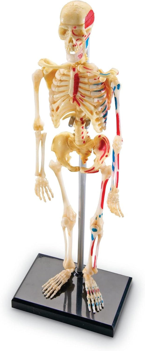 Learning Resources Skeleton Model, Science Classroom Must Haves, STEM Student Essentials, Practice