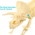 NUOLUX 3Pcs 4D Dinosaur Fossil Skeleton Toys