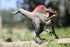 Spinosaurus Toy with Moveable Jaw, Dinosaur Action Figure for Kids Birthday Cake Topper, Home Decoration or Dinos Fans