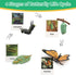 Montessori Life Cycle Learning Kit with Animal Figures and Flash Cards, Realistic Monarch Butterfly Caterpillar Toy
