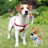 Ulanlan Adult Building Sets, 2100 Pieces Micro Bricks Dog Animal Building Toy for Kids and Teens