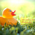 Novelty Place 12Pcs Rubber Duck Float Ducky Baby Bath Shower Toy, Yellow Mini Bath Duckies