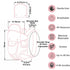 4-in-1 Backpack 7-45 Baby Carrier Newborn to Toddler, Infant Carrier Ergonomic Adjustable Holder Portable Convertible