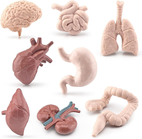 Mini Human Organ Set, 8 Piece 3D Human Anatomy Model for Kids, Mini Body Parts Sets, Anatomy and Physiology Study Tools