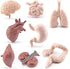 Mini Human Organ Set, 8 Piece 3D Human Anatomy Model for Kids, Mini Body Parts Sets, Anatomy and Physiology Study Tools