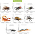 Volnau Insect Toys Figurines 13PCS Bug Figure Pack for Kids Educational Decorations, Cicada Toy, Plastic Model
