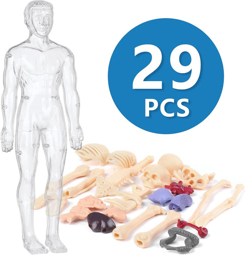 Human Body Model for Kids, 29 Piece Transparent Anatomy Figure Kit with Removable Organs for Ages 6+