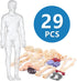 Human Body Model for Kids, 29 Piece Transparent Anatomy Figure Kit with Removable Organs for Ages 6+