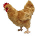 Adore 12" Standing Buffy The Hen Chicken Plush Stuffed Animal Toy