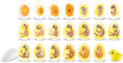 Learning Resources Chick Life Cycle Exploration Set - 21 Pieces, Ages 5+