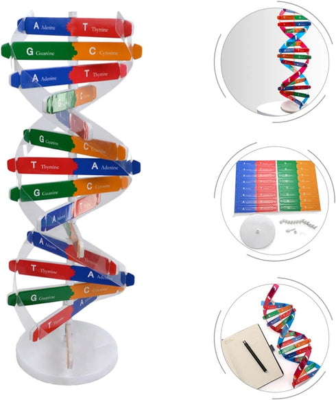 Toddmomy Kids Toys 2 Sets DNA Model Kit for Teaching Students, Double Mannequin