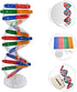 Toddmomy Kids Toys 2 Sets DNA Model Kit for Teaching Students, Double Mannequin