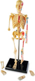 Learning Resources Skeleton Model, Science Classroom Must Haves, STEM Student Essentials, Practice Anatomy, Back