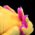 ZHONGXIN MADE Simulation Axolotl Plush Toy, 20 Soft Realistic Yellow Axolotl Fish, Unique Gift for Kids