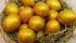 PAAS Golden Glimmer Shimmer Egg Decorating Craft Kit for Kids