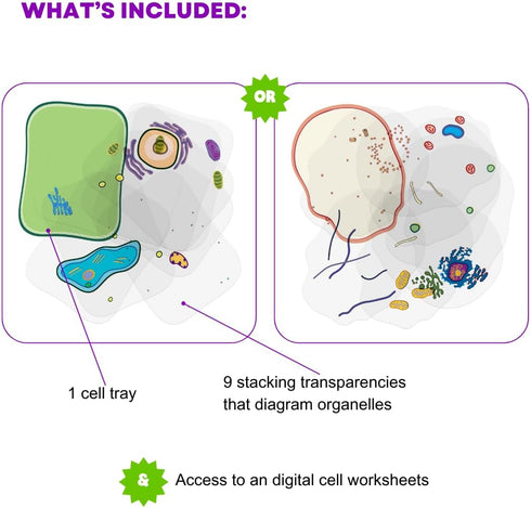 Animal Cell Anatomy Model Building Kit, See Through STEM Toys for Early Cell Biology, Educational Classroom Aid